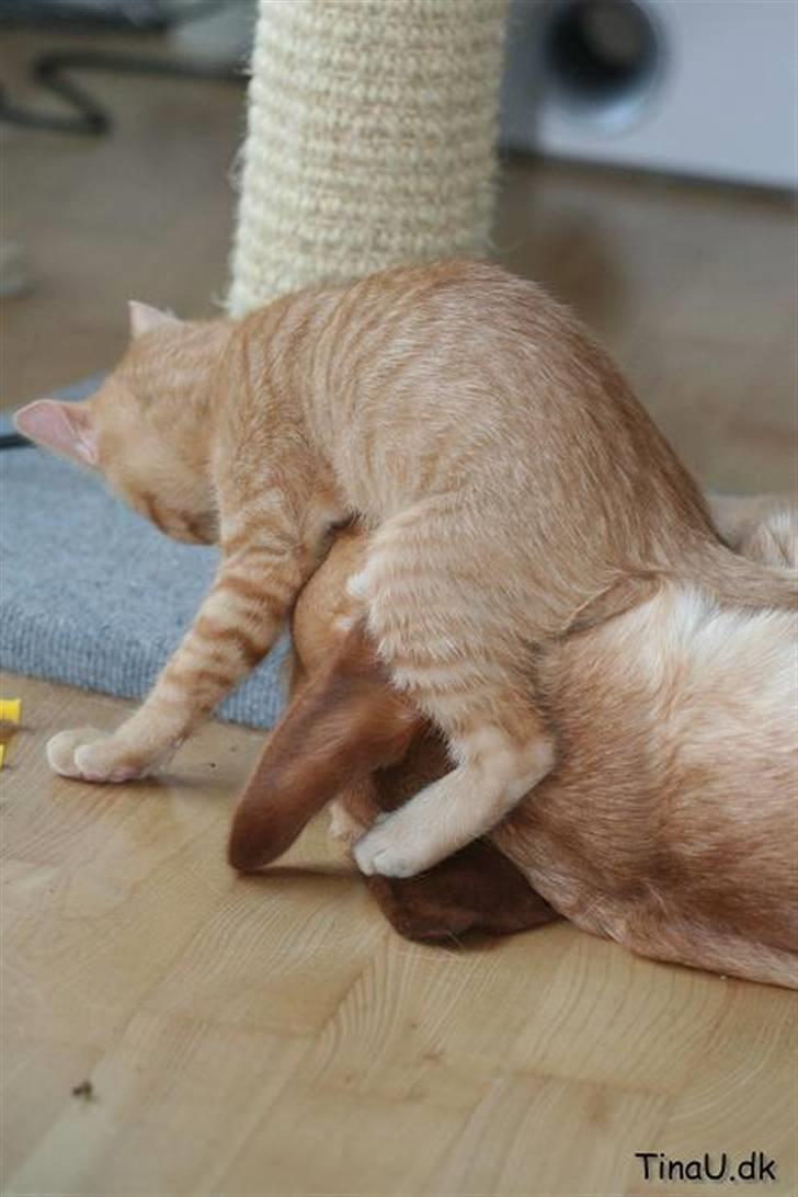 Huskat Bøllemis billede 4