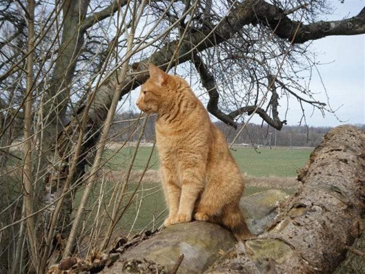 Huskat Bøllemis billede 5