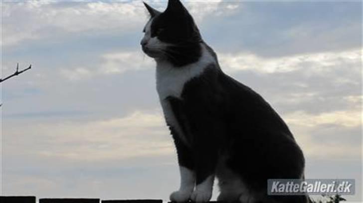 Huskat Pjevs'<3 - Pjevse<33´ billede 1