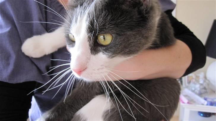 Huskat Pjevs'<3 billede 2