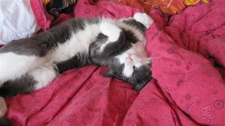 Huskat Pjevs'<3 - Ligger du godt?^^ billede 3