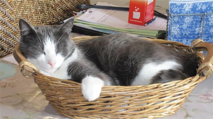 Huskat Pjevs'<3 billede 4