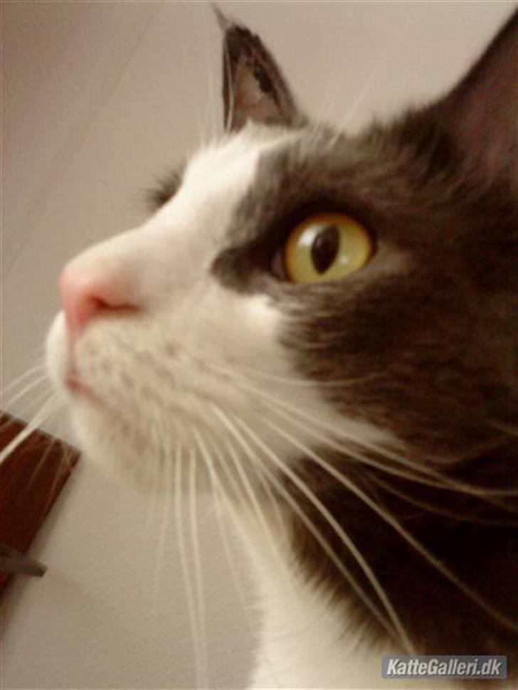 Huskat Pjevs'<3 billede 5