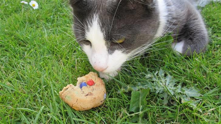 Huskat Pjevs'<3 - Pjevs sniffer småkage C:<3 billede 7