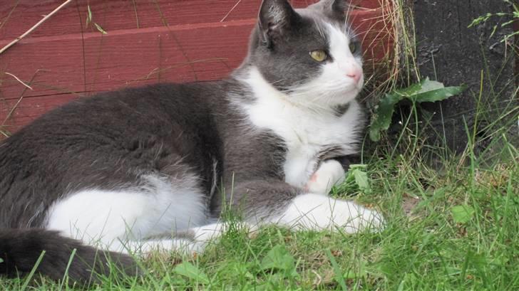 Huskat Pjevs'<3 billede 8