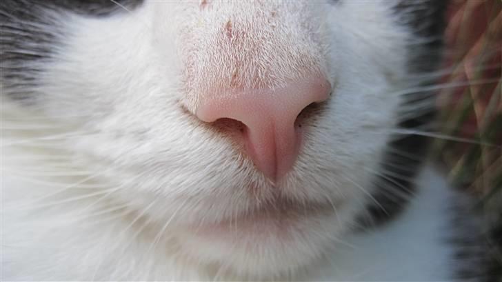 Huskat Pjevs'<3 - Fiine lyserøde tud<3´ billede 9