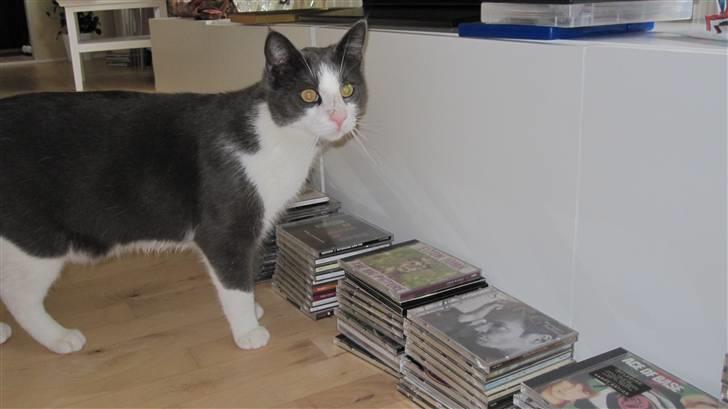 Huskat Pjevs'<3 billede 10