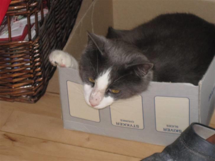Huskat Pjevs'<3 - self. lagde Pjevs sig i en kasse o.o billede 11