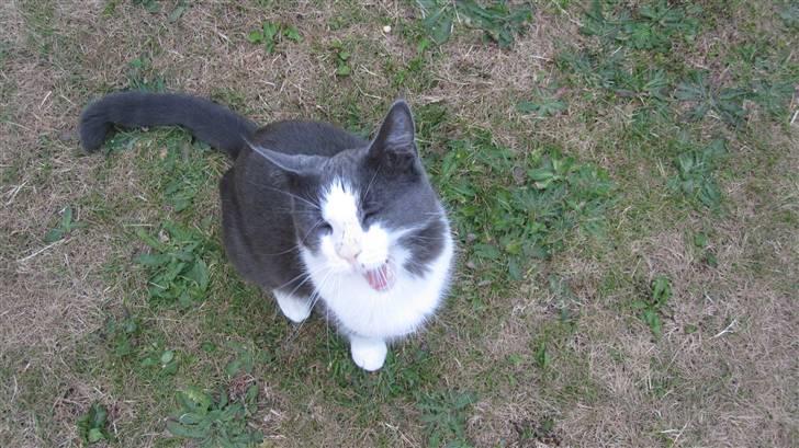 Huskat Pjevs'<3 - *smile smile:D* billede 14