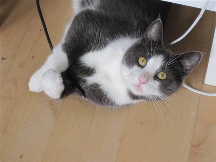 Huskat Pjevs'<3 - Pjevse prut leger....med ledning :) billede 15