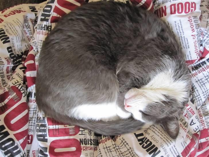 Huskat Pjevs'<3 - Pjevse er en lille rund kugle xD billede 16