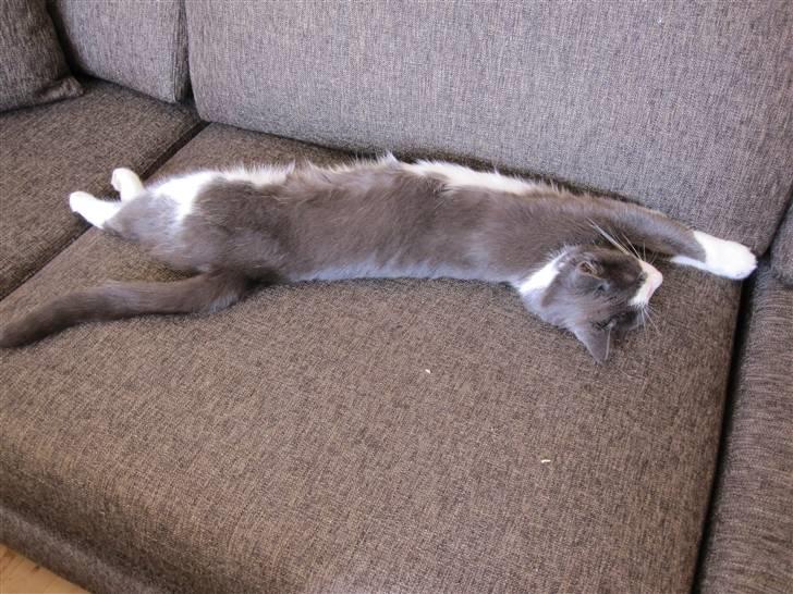 Huskat Pjevs'<3 billede 17