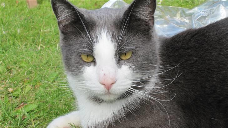 Huskat Pjevs'<3 billede 18