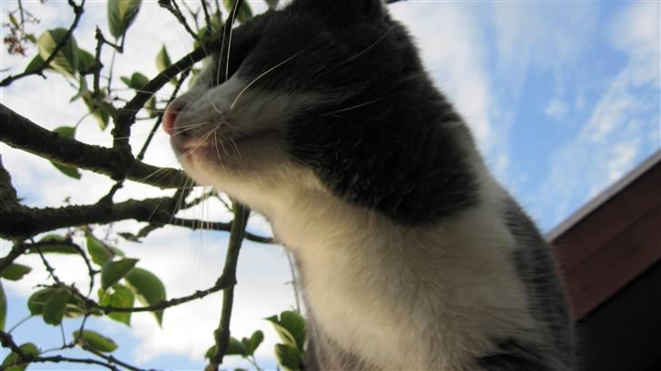 Huskat Pjevs'<3 billede 19