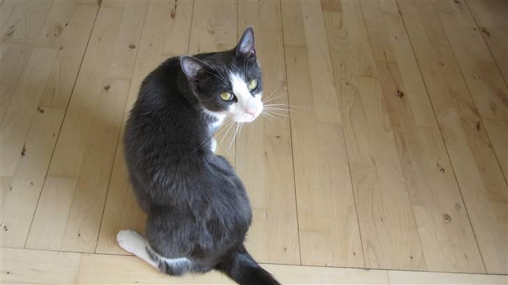 Huskat Pjevs'<3 - Glemte vist lige at sige farvel:D billede 20