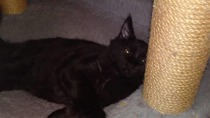 Maine Coon Diablo billede 9