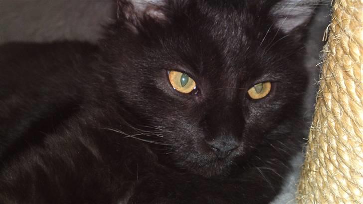 Maine Coon Diablo billede 10