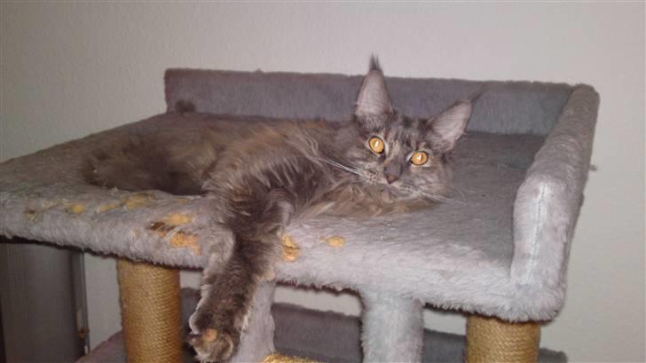 Maine Coon Karma billede 13