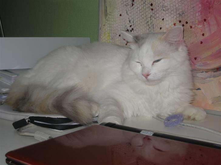 Ragdoll Jazz billede 2