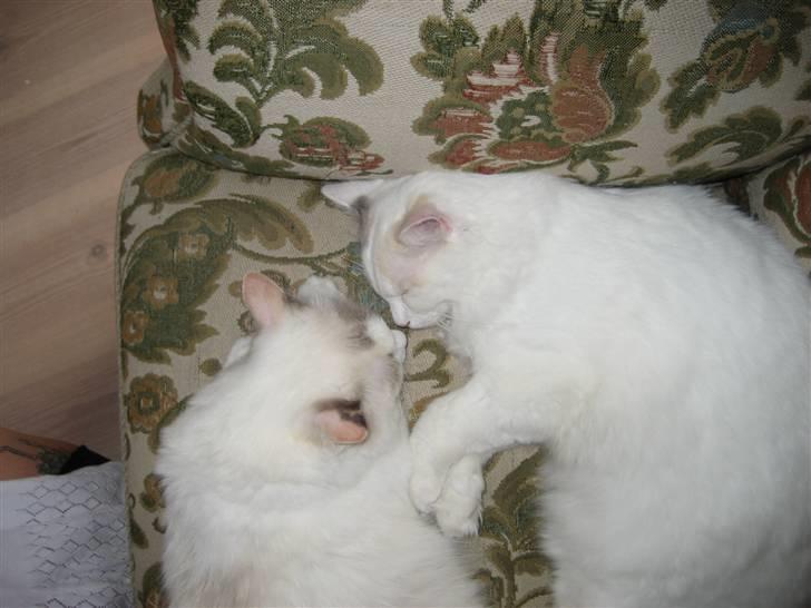 Ragdoll Jazz billede 3