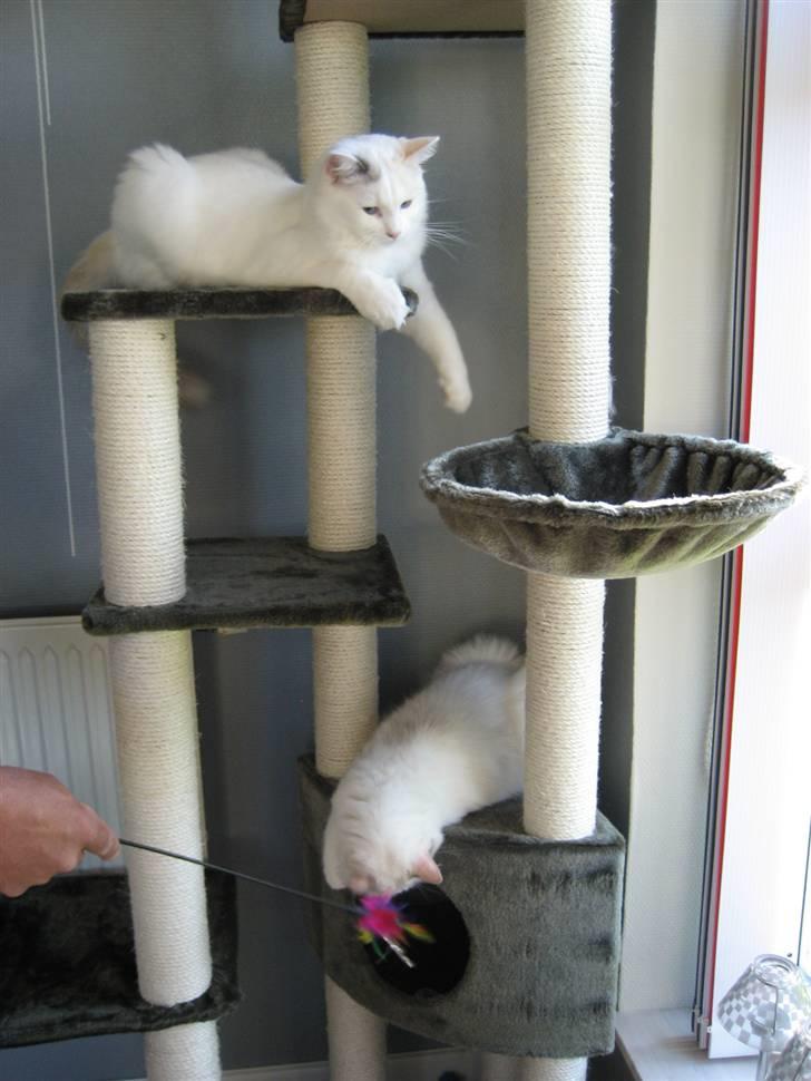 Ragdoll Jazz billede 4