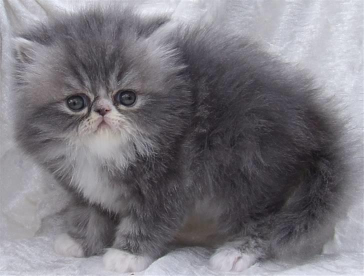 Perser SnowFlake aka. Snowi - Min lille prinsesse som baby perser:) billede 10