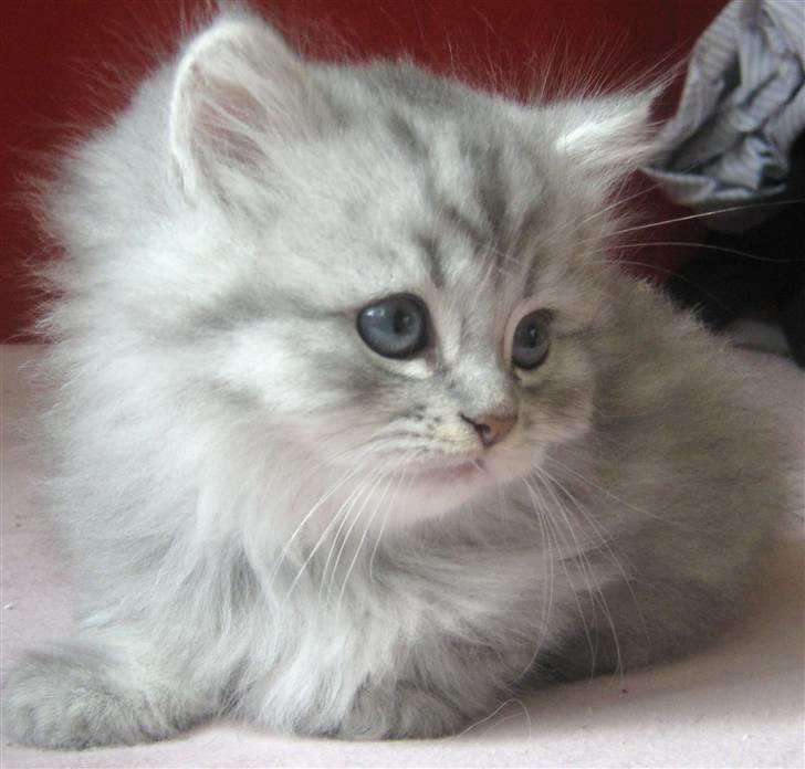 Blanding af racer Pelle billede 1