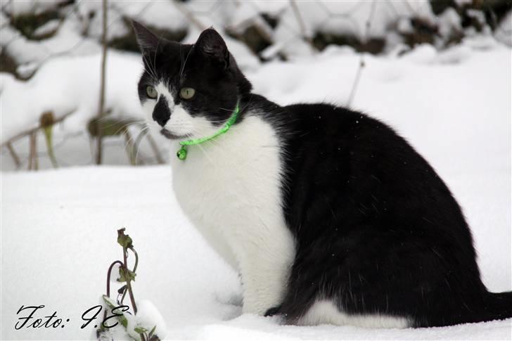 Huskat Herman - November 2010 billede 18