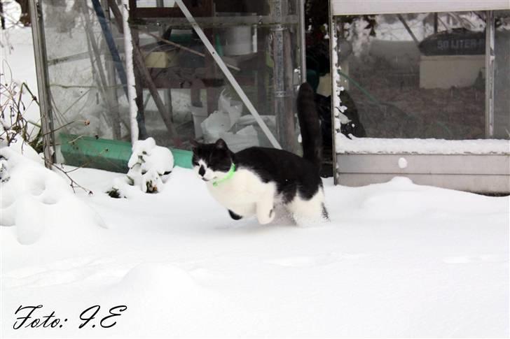 Huskat Herman - November 2010  billede 19