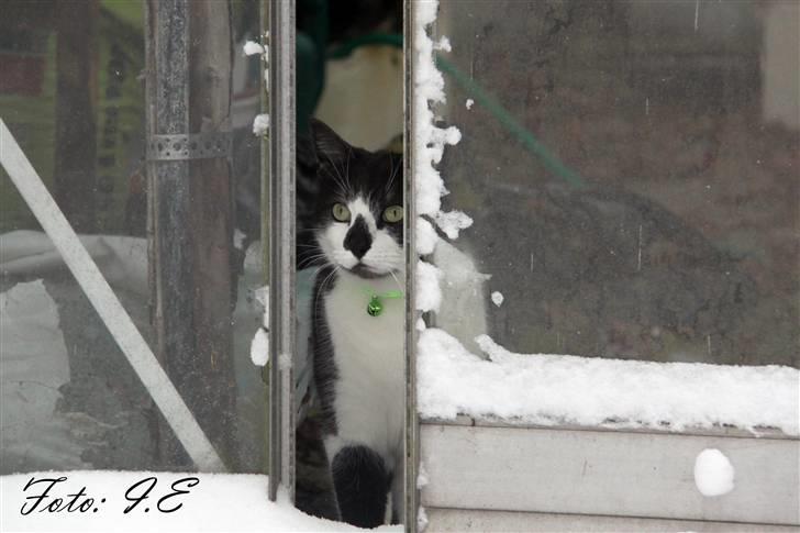 Huskat Herman - November 2010 - Kan du finde mig *S* billede 20