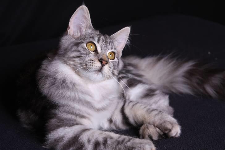 Blanding af racer Lullu - Hvor I dog driller mig.... billede 6