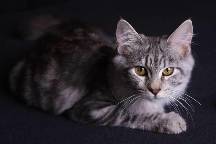 Blanding af racer Lullu - Er jeg ikke bare lækker??? billede 7