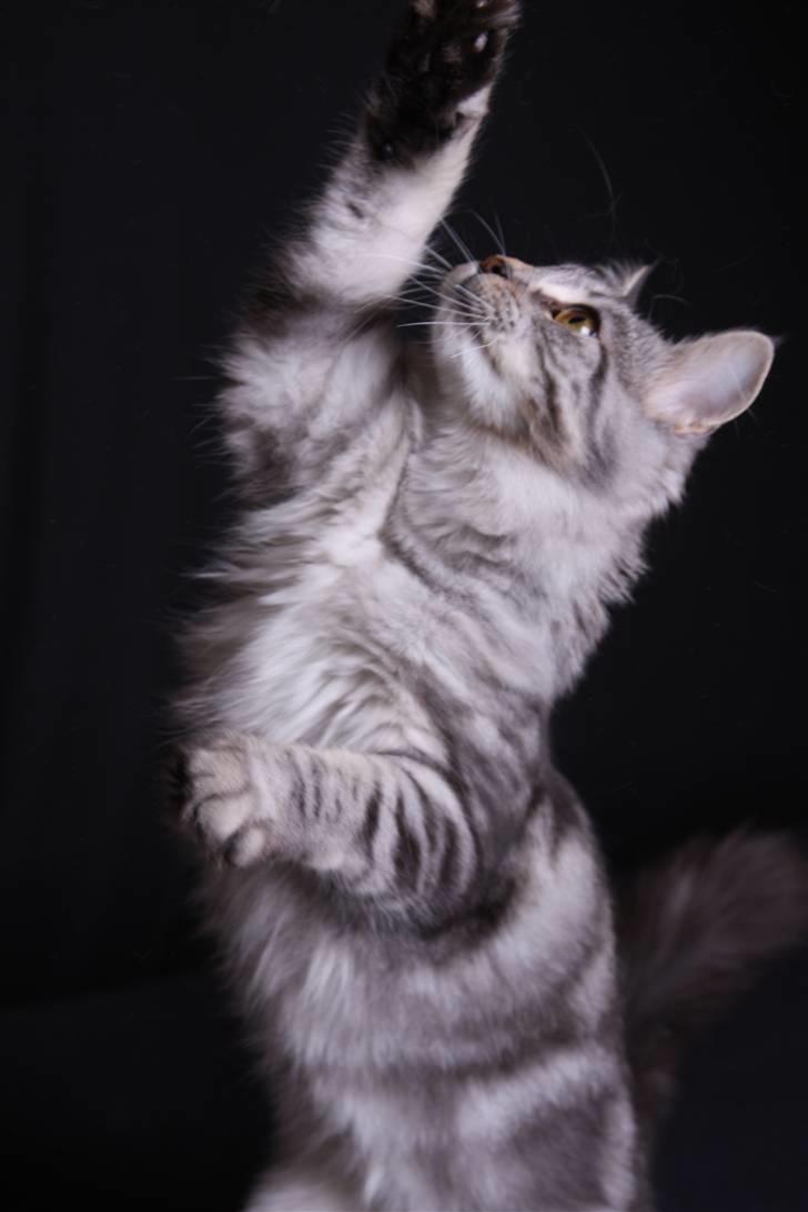 Blanding af racer Lullu - Hey - giv mig den der! billede 8