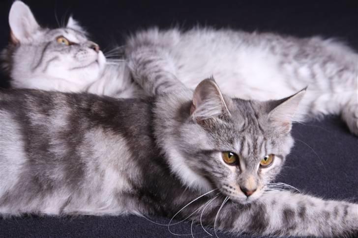 Blanding af racer Lullu - Her sammen med brormand Frede :-) billede 9