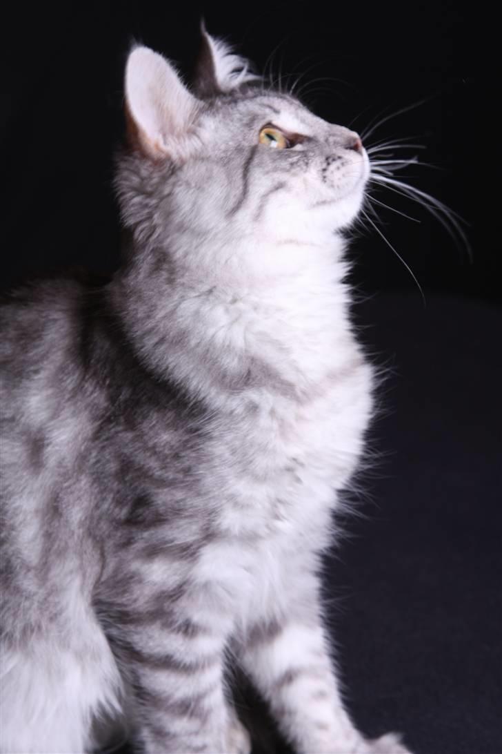 Maine Coon Frede - Uhm er jeg ikke bare en lækker løvemis? billede 13