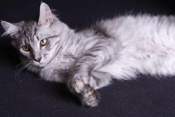 Maine Coon Frede - Jeg gør mig gerne til - bare du lige vil klø mig der! billede 14