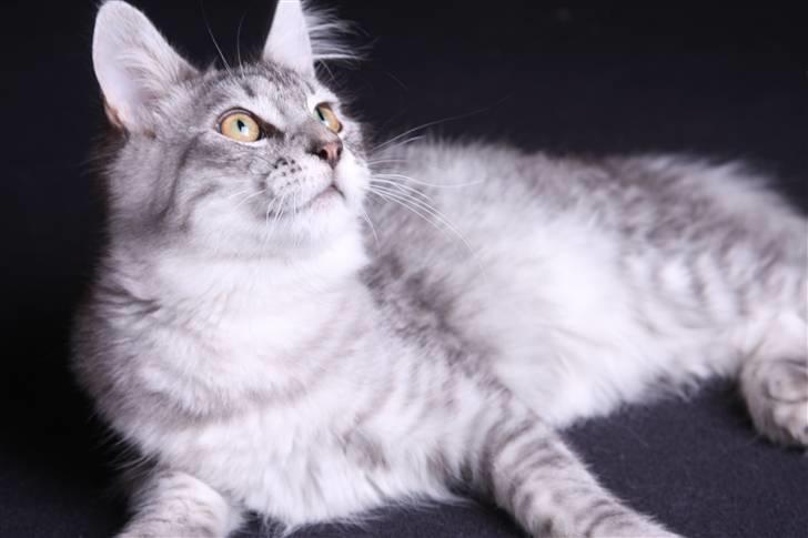 Maine Coon Frede - Ja moar, nu har jeg altså ligget stille nok.... kom nu c",) billede 15