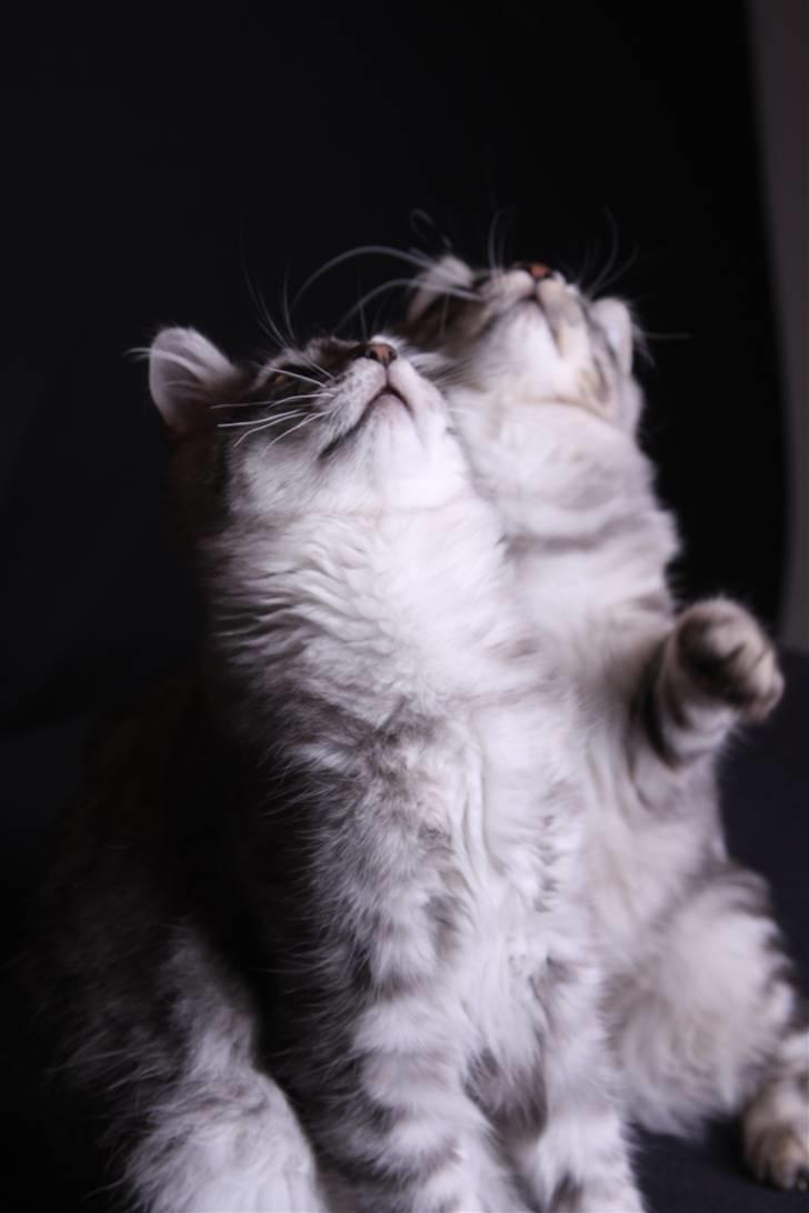 Maine Coon Frede - Så hold dog op med det pjat! billede 16