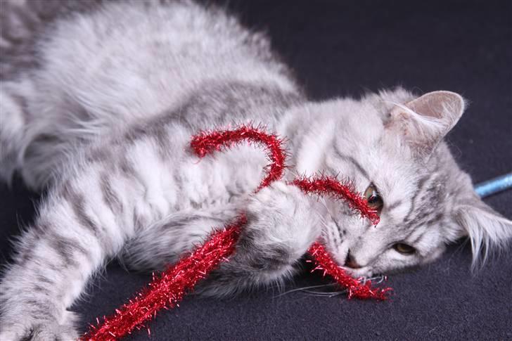 Maine Coon Frede - Gnaske - nu skal den bare ha´ska den! billede 17