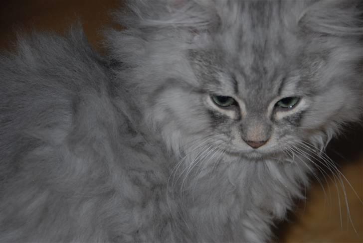 Blanding af racer Pelle billede 2