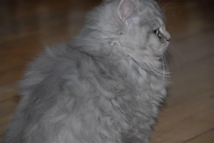 Blanding af racer Pelle billede 3