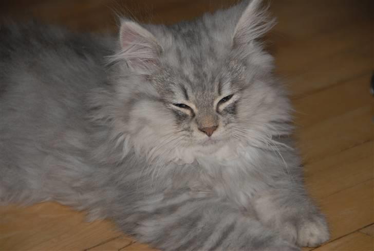 Blanding af racer Pelle billede 4