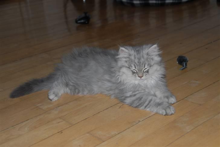 Blanding af racer Pelle billede 5