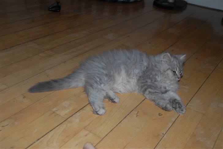 Blanding af racer Pelle billede 6