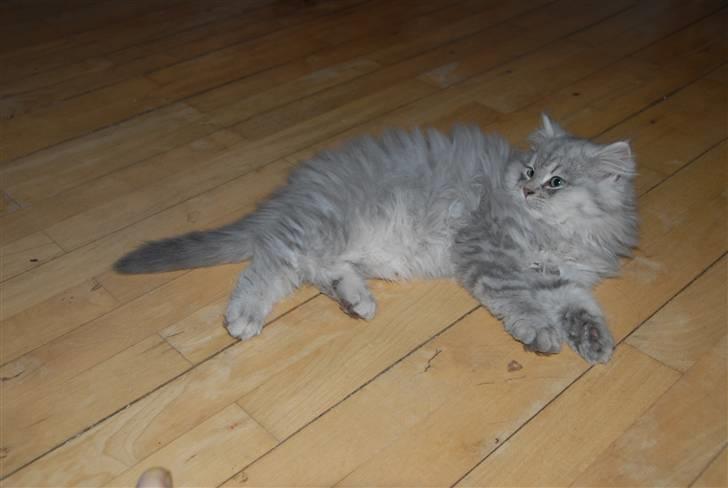 Blanding af racer Pelle billede 7