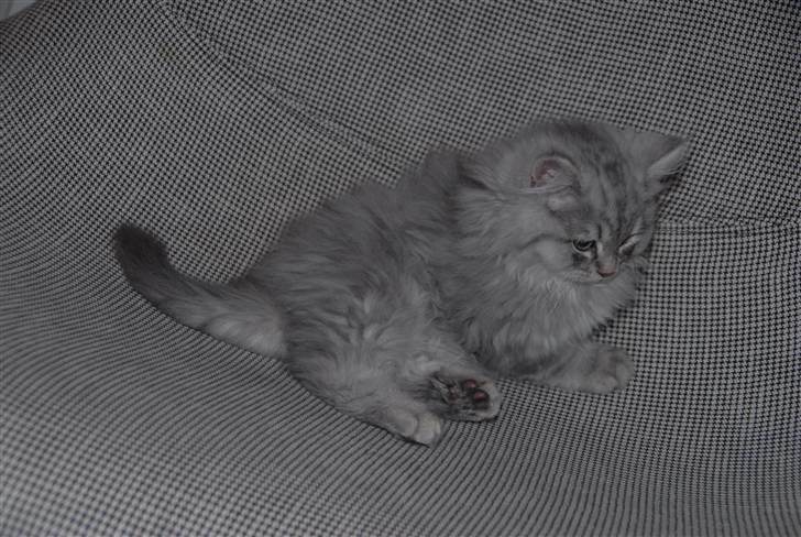 Blanding af racer Pelle billede 8