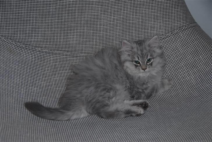 Blanding af racer Pelle billede 9