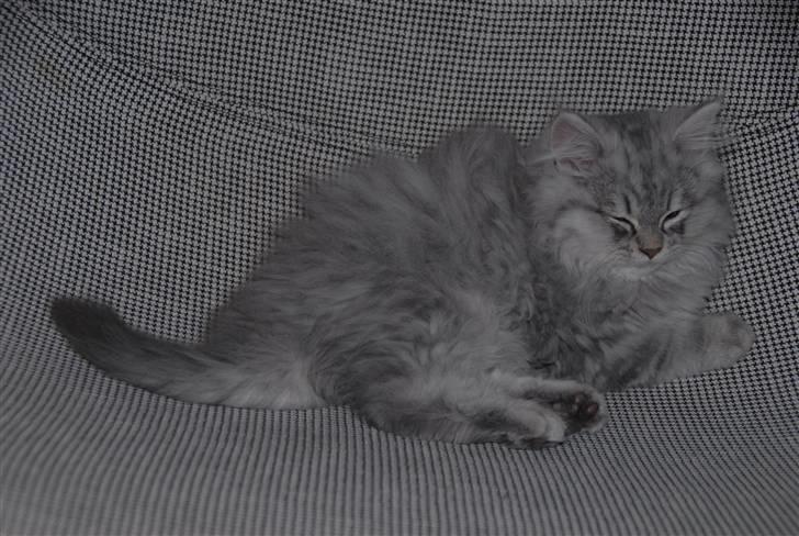 Blanding af racer Pelle billede 10