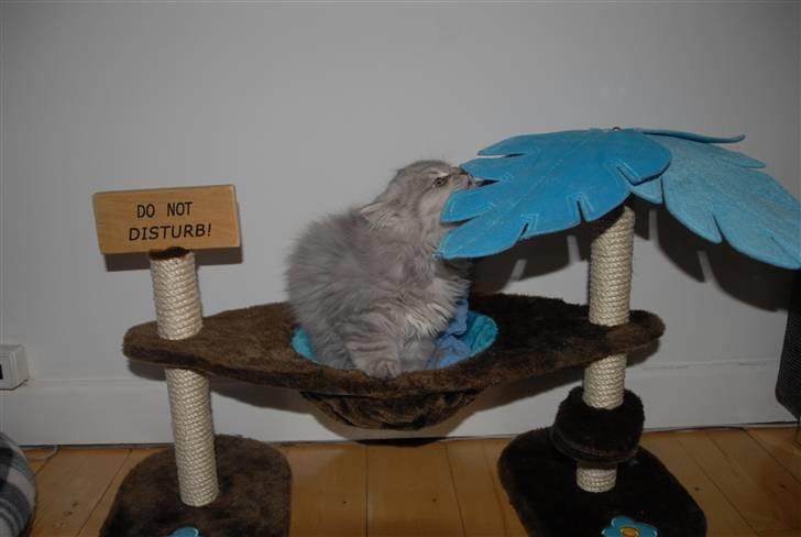 Blanding af racer Pelle billede 11