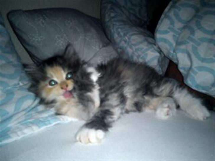 Blanding af racer Mini miv. (er drægtig) billede 9